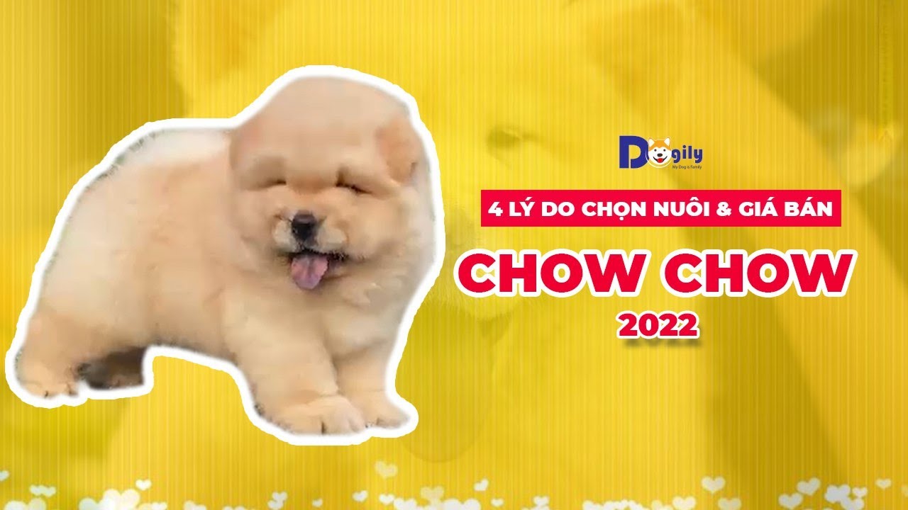 Chó Chow Chow giá bao nhiêu tiền năm 2022 tại Dogily Petshop Tphcm, Hà Nội. 0965.086.079