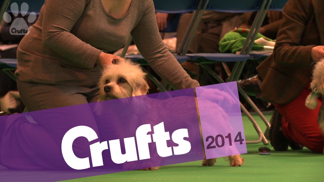 Dandie Dinmont Terrier | Best of Breed | Crufts 2014