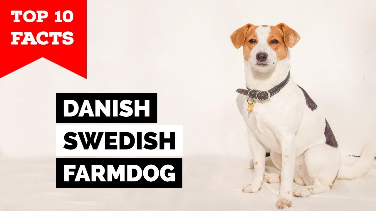 Danish-Swedish Farmdog - Top 10 Facts