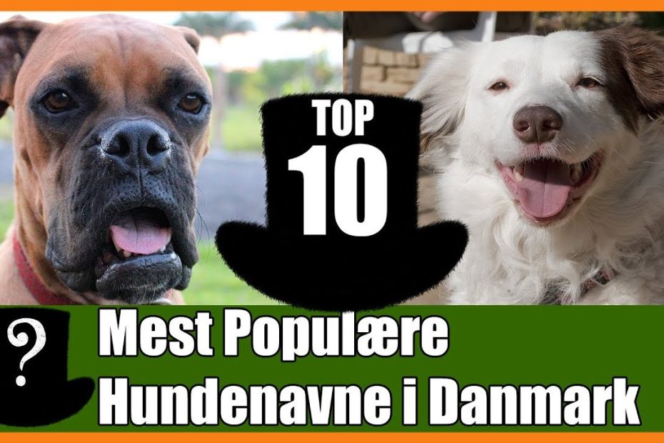 TOP 10 Mest Populære Hundenavne i Danmark