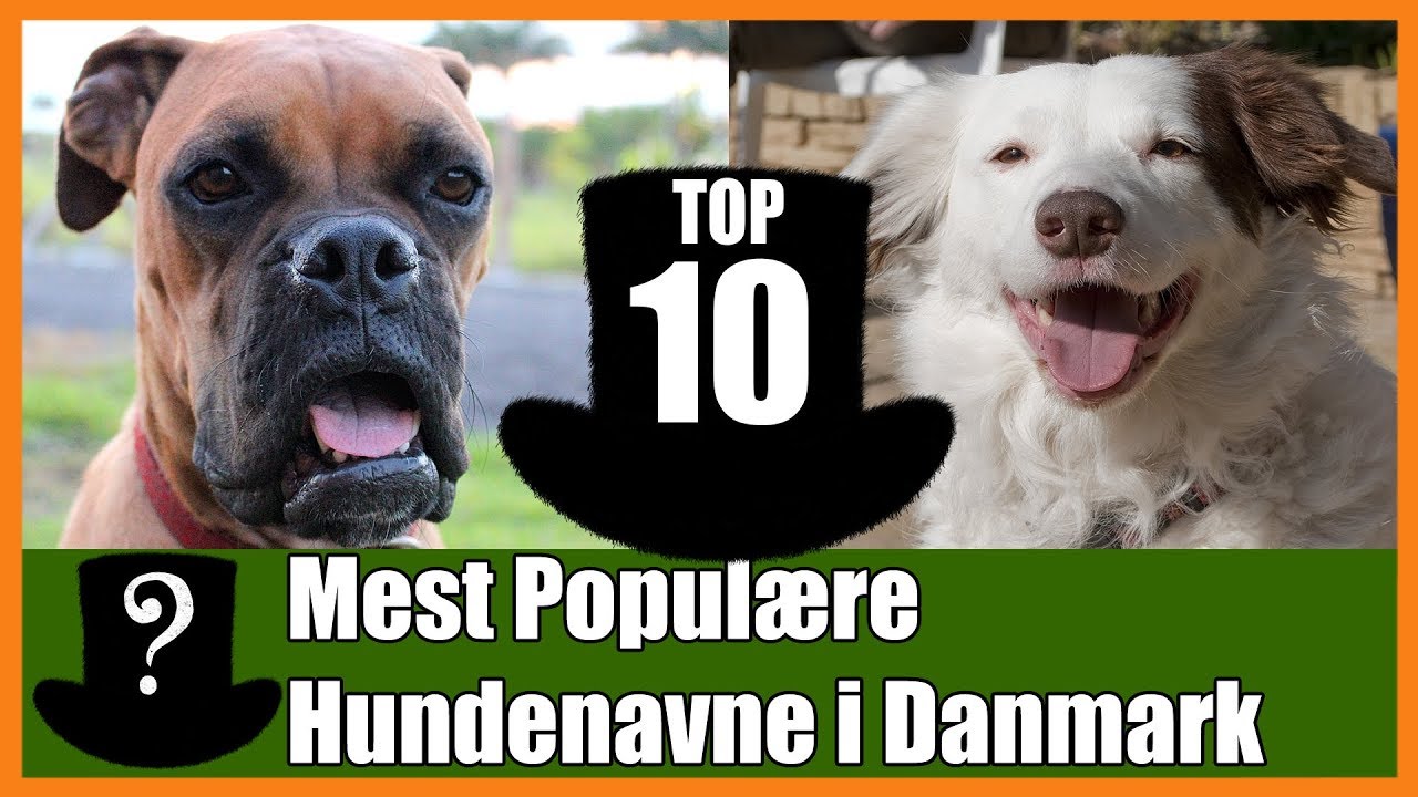 TOP 10 Mest Populære Hundenavne i Danmark