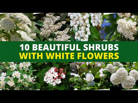 10 Beautiful Shrubs With White Flowers ????