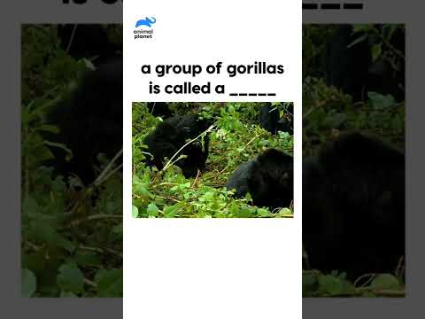 What is a group of #gorilla called? #animalplanetindia  #Shorts
