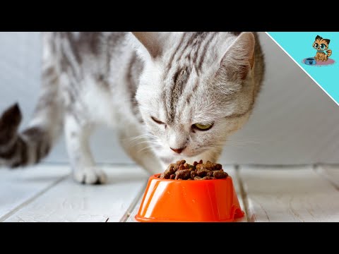 This Is How LONG Cats Can Survive WITHOUT Food & Water!